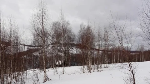 Leafless birch trees swinging in the wind someday dreary winter Vídeos de archivo 71818498