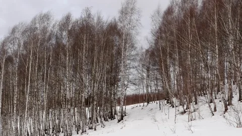 Leafless birch trees swinging in the wind someday dreary winter Stock Footage 78221521