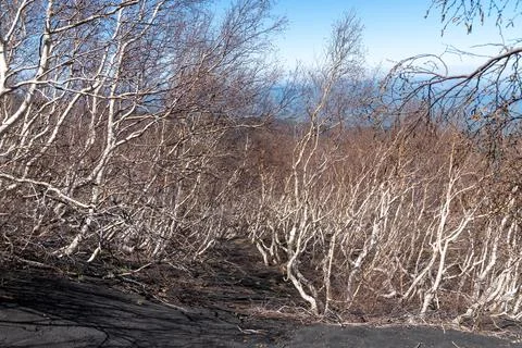 Leafless birch trees on volcanic slope of Mount Etna 库存照片