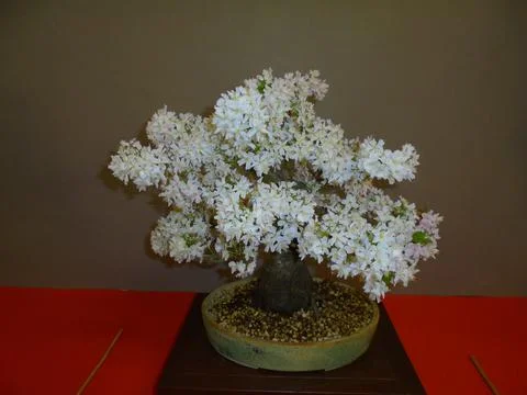 Leafless bonsai tree with countless white blossoms with beautiful strong scent Stock Photos
