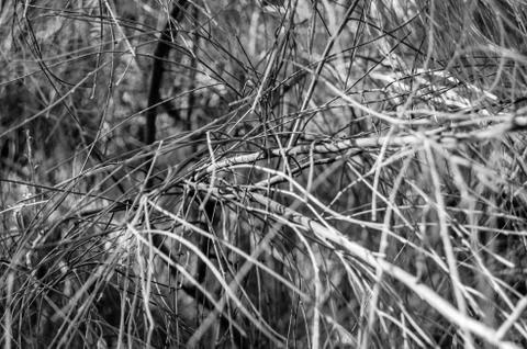 Leafless branch background Stock Photos