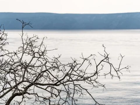 A leafless branch in front of the calm sea in Croatia Stock Photos