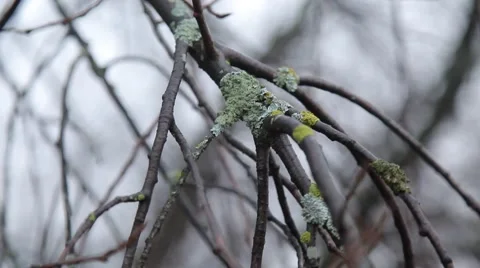 Leafless branch with lichen Video stock 48896561