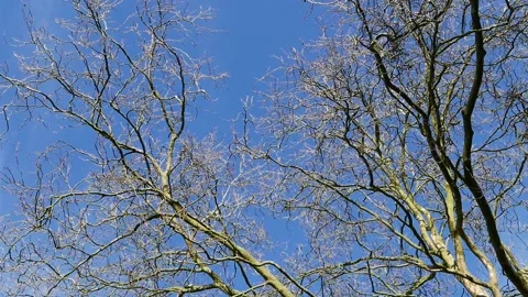 Leafless branches against a blue sky. February. UK Stock Footage 268241289