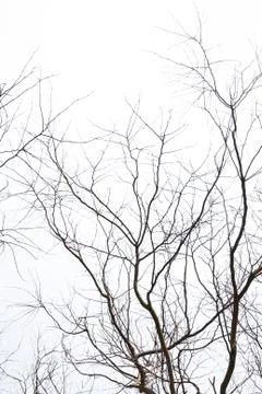 Leafless branches in  autumn Stock Photos