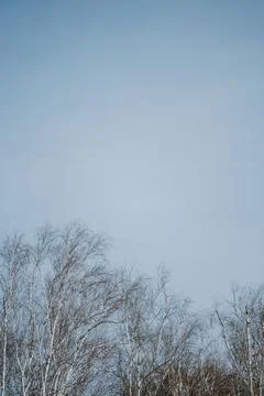 Leafless branches of birch trees against the clear blue sky. Stock Photos