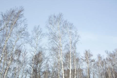 Leafless branches of birch trees against the clear blue sky. Stock Photos