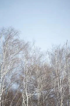 Leafless branches of birch trees against the clear blue sky. Stock Photos