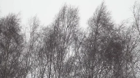 Leafless branches of birch trees swaying wind during a winter without snow Stock Footage 60055612