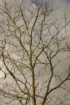The leafless branches of a dead tree, against an overcast sky in the eastern  Foto stock