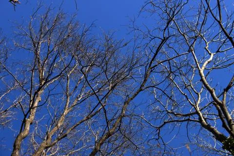 Leafless branches of a forest stand out over a winter sky Stock Photos