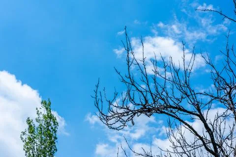 Leafless branches frame a green tree against a blue sky dotted with fluffy Stock Photos