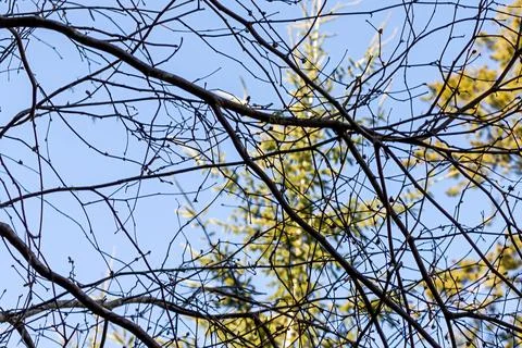 Leafless branches in front of a bright clear blue sky Stock Photos