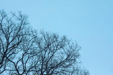 Leafless branches isolated on blue background Stock Photos