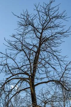Leafless branches over blue sky background Foto stock