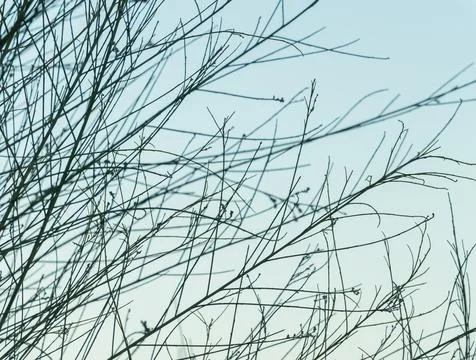 Leafless branches over clear sky in summertime at sunset Stock Photos