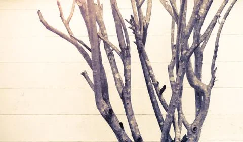 Leafless branches Foto stock