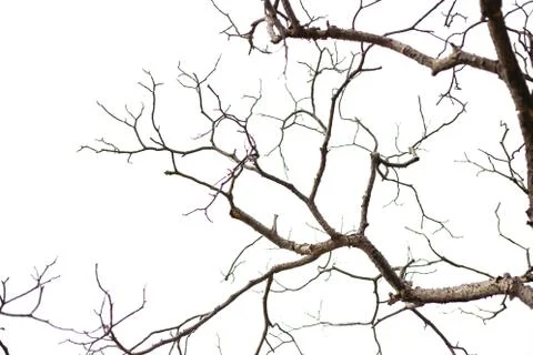 Leafless branches Stock-Fotos