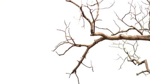 Leafless branches Stock Photos