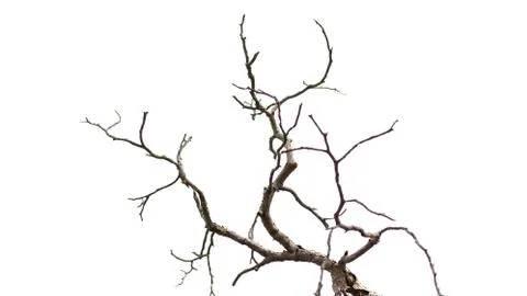 Leafless branches Stock Photos