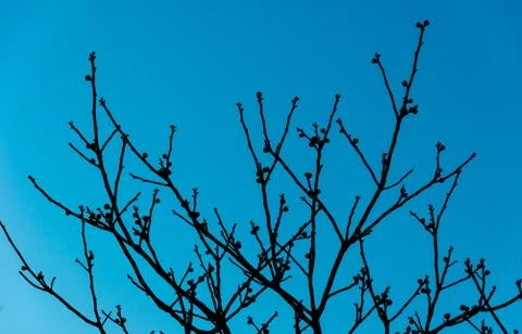 Leafless branches tree silhouette on dark blue sky Stock Photos