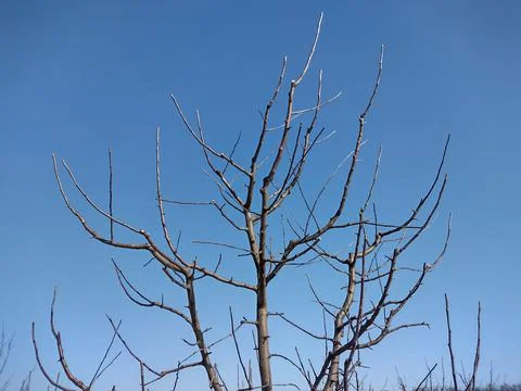 The leafless branches of a tree in the winter Foto stock