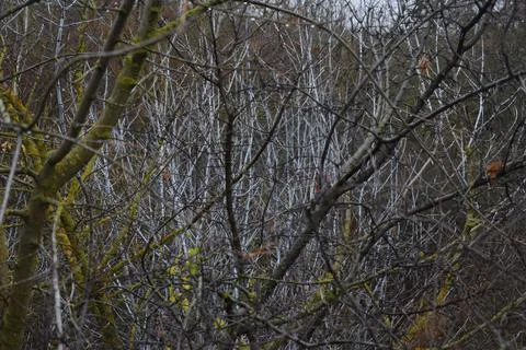 Leafless branches of trees Stock Photos