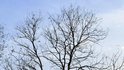 Leafless branches of trees reaching towards the clear blue sky on a bright da 库存照片
