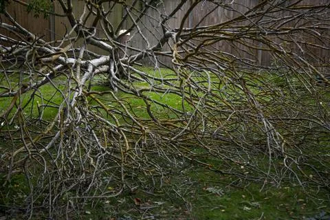 Leafless crown of a tree lying on the ground Foto stock