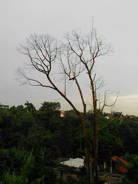 Leafless dead tree 写真素材