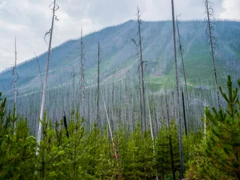 Leafless, dead trees stand out above the new growth forest on a mountainside Stock Photos