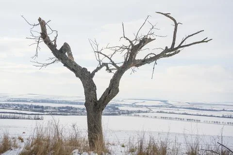 Leafless dead trees in the winter with a snow Stock Photos