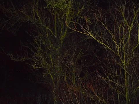 Leafless deciduous branches at night lit by flash in Central European forest Stock Photos