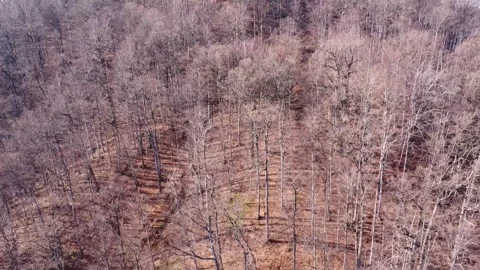 Leafless deciduous forest in late autumn or winter. Aerial drone footage slowly  Stock Footage 247460965