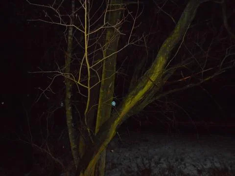 Leafless deciduous tree at night with glowing ornament, winter woodland Stock Photos