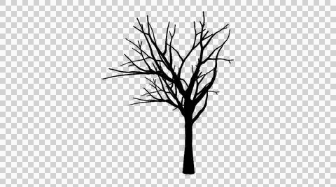 Leafless deciduous tree silhouette with unique branches transparent backgroun 스톡 일러스트