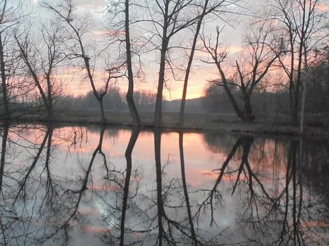 Leafless deciduous trees reflected in pond at winter sunset Stock Photos