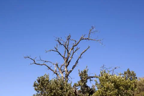 A leafless dry tree in the blue sky with copy space Stock Photos