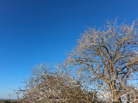 Leafless dry tree branches in winter against blue sky. Stockfoto's