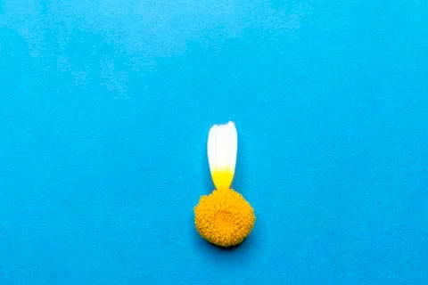 Leafless flower on a blue background Stock Photos