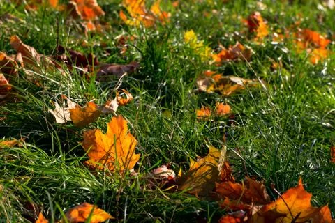 Leafless foliage Stock Photos