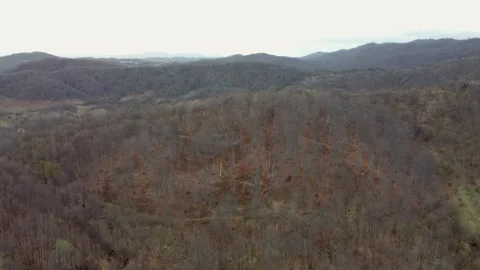 Leafless forest in early spring. Top of the mountain, drone shot. Stock Footage 308231350