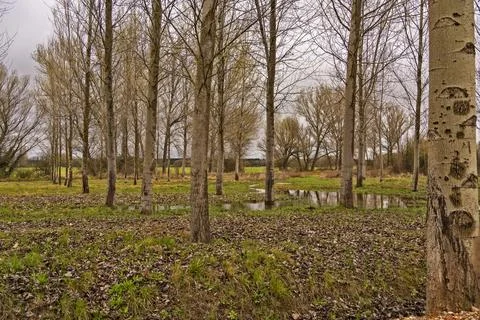 Leafless forest with grassy ground and puddles under overcast sky Stock Photos