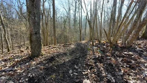 Leafless Forest Path in Early Spring Stock-Fotos