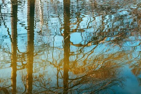 Leafless forest reflected in calm blue lake at golden hour, gentle ripples .. Stock Photos