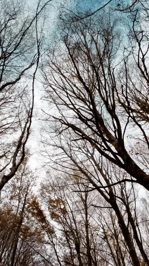 Leafless Forest Stands Silent and Still Stock Footage 284153428