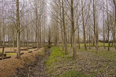 Leafless Forest with Stream in Autumn Stock Photos