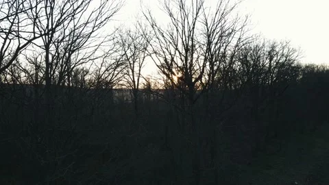 Leafless forest at sunset. the drone rises from the bottom up Stock Footage 152287962