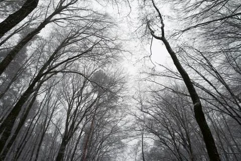 Leafless forest tree canopy Stock Photos