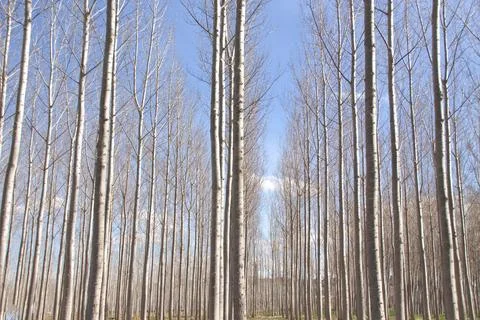 Leafless Forest Under Clear Blue Sky Stock-Fotos